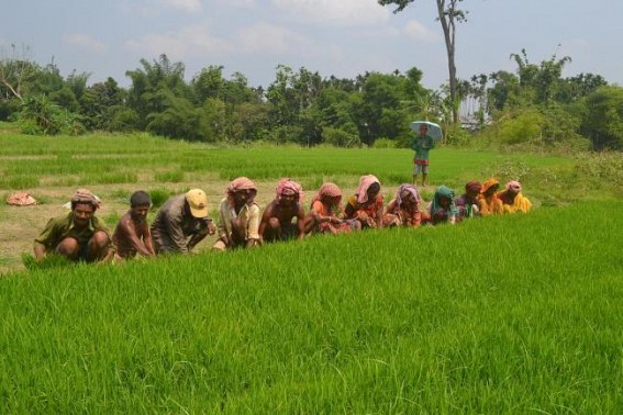 Agri Department undertakes modern techniques of cultivation